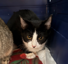 Screenshot 2026 02 17 at 11.01.35 AM